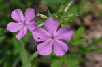 Thickleaf phlox